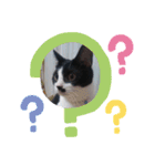 わたし、ひびにゃんよ！（個別スタンプ：4）