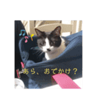 わたし、ひびにゃんよ！（個別スタンプ：7）