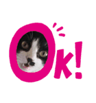 わたし、ひびにゃんよ！（個別スタンプ：8）