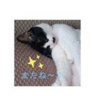 わたし、ひびにゃんよ！（個別スタンプ：15）