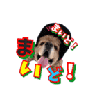 アメリカンコッカー帽子犬SHU2大阪（個別スタンプ：1）