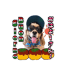 アメリカンコッカー帽子犬SHU2大阪（個別スタンプ：2）