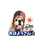 アメリカンコッカー帽子犬SHU2大阪（個別スタンプ：3）