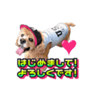 アメリカンコッカー帽子犬SHU2大阪（個別スタンプ：4）