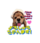 アメリカンコッカー帽子犬SHU2大阪（個別スタンプ：5）