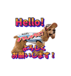 アメリカンコッカー帽子犬SHU2大阪（個別スタンプ：6）