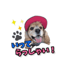 アメリカンコッカー帽子犬SHU2大阪（個別スタンプ：8）