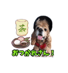 アメリカンコッカー帽子犬SHU2大阪（個別スタンプ：9）