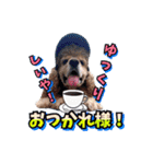 アメリカンコッカー帽子犬SHU2大阪（個別スタンプ：10）