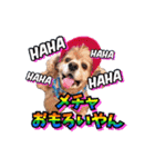 アメリカンコッカー帽子犬SHU2大阪（個別スタンプ：13）