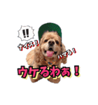 アメリカンコッカー帽子犬SHU2大阪（個別スタンプ：14）