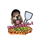 アメリカンコッカー帽子犬SHU2大阪（個別スタンプ：15）