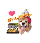 アメリカンコッカー帽子犬SHU2大阪（個別スタンプ：17）