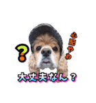 アメリカンコッカー帽子犬SHU2大阪（個別スタンプ：18）