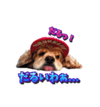 アメリカンコッカー帽子犬SHU2大阪（個別スタンプ：19）