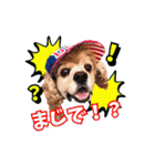 アメリカンコッカー帽子犬SHU2大阪（個別スタンプ：20）