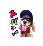 アメリカンコッカー帽子犬SHU2大阪（個別スタンプ：21）