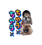 アメリカンコッカー帽子犬SHU2大阪（個別スタンプ：23）