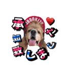 アメリカンコッカー帽子犬SHU2大阪（個別スタンプ：24）