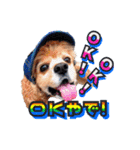 アメリカンコッカー帽子犬SHU2大阪（個別スタンプ：25）