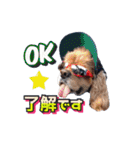 アメリカンコッカー帽子犬SHU2大阪（個別スタンプ：26）