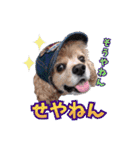 アメリカンコッカー帽子犬SHU2大阪（個別スタンプ：27）