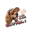 アメリカンコッカー帽子犬SHU2大阪（個別スタンプ：28）