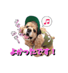 アメリカンコッカー帽子犬SHU2大阪（個別スタンプ：29）