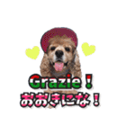 アメリカンコッカー帽子犬SHU2大阪（個別スタンプ：30）