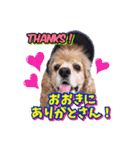 アメリカンコッカー帽子犬SHU2大阪（個別スタンプ：31）