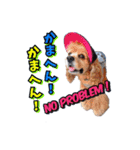 アメリカンコッカー帽子犬SHU2大阪（個別スタンプ：32）