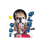 アメリカンコッカー帽子犬SHU2大阪（個別スタンプ：33）