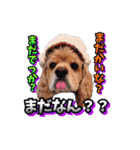 アメリカンコッカー帽子犬SHU2大阪（個別スタンプ：34）