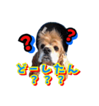 アメリカンコッカー帽子犬SHU2大阪（個別スタンプ：35）