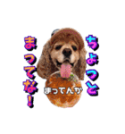 アメリカンコッカー帽子犬SHU2大阪（個別スタンプ：36）