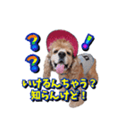 アメリカンコッカー帽子犬SHU2大阪（個別スタンプ：37）