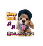 アメリカンコッカー帽子犬SHU2大阪（個別スタンプ：39）