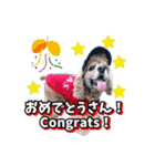 アメリカンコッカー帽子犬SHU2大阪（個別スタンプ：40）