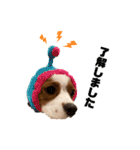 愛犬ジョニー（個別スタンプ：1）