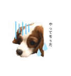 愛犬ジョニー（個別スタンプ：2）