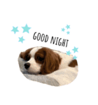 愛犬ジョニー（個別スタンプ：3）