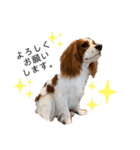 愛犬ジョニー（個別スタンプ：4）