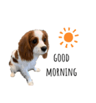 愛犬ジョニー（個別スタンプ：6）