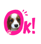 愛犬ジョニー（個別スタンプ：7）