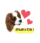 愛犬ジョニー（個別スタンプ：10）