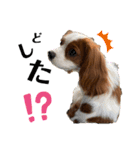 愛犬ジョニー（個別スタンプ：12）