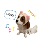 愛犬ジョニー（個別スタンプ：13）