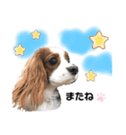 愛犬ジョニー（個別スタンプ：14）