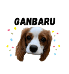 愛犬ジョニー（個別スタンプ：15）