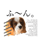 愛犬ジョニー（個別スタンプ：16）